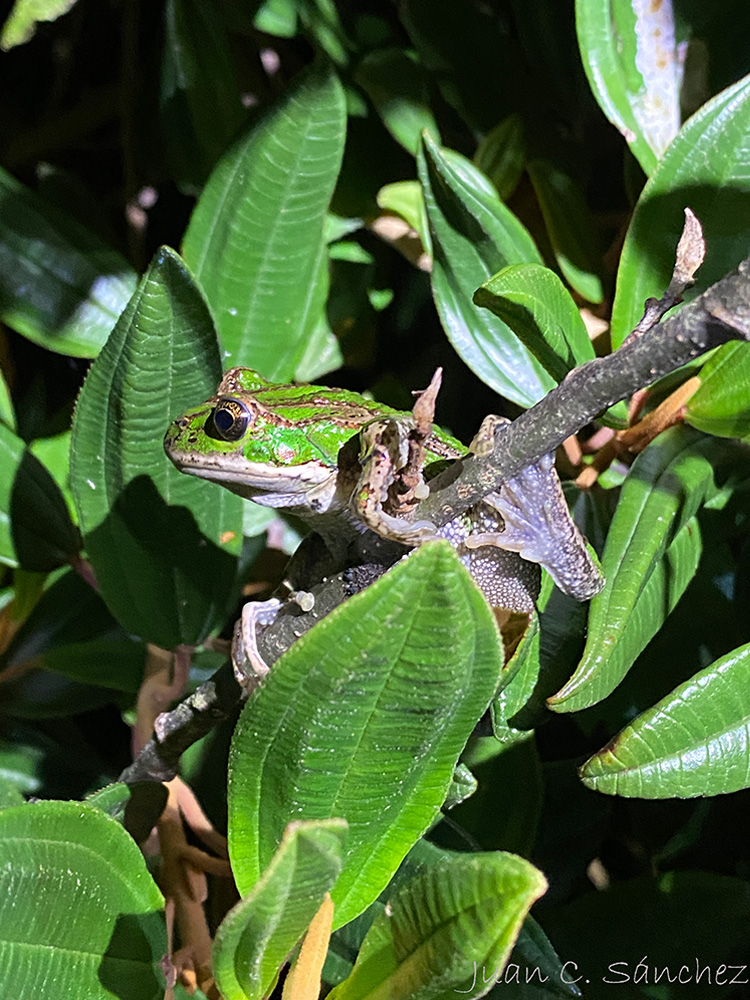 Proyecto de Conservación de Anfibios