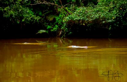 Science for Conservation 