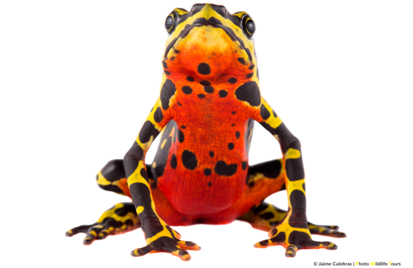 Science for Conservation 