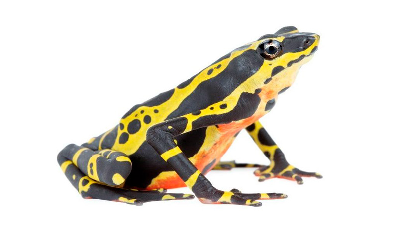 Anfibios