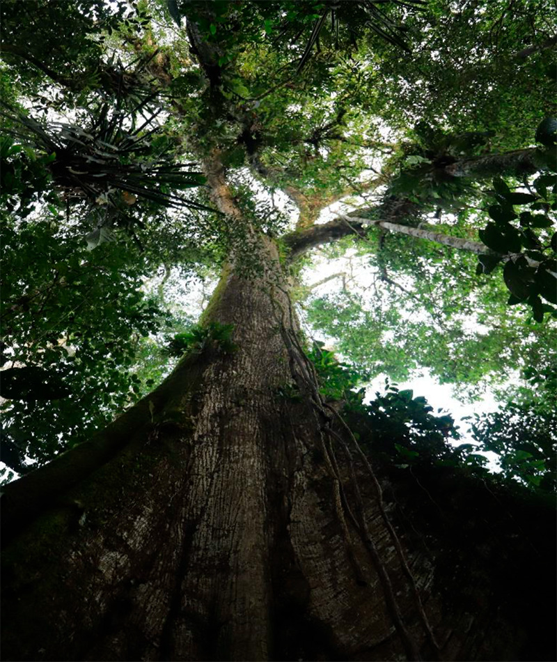 Arboles