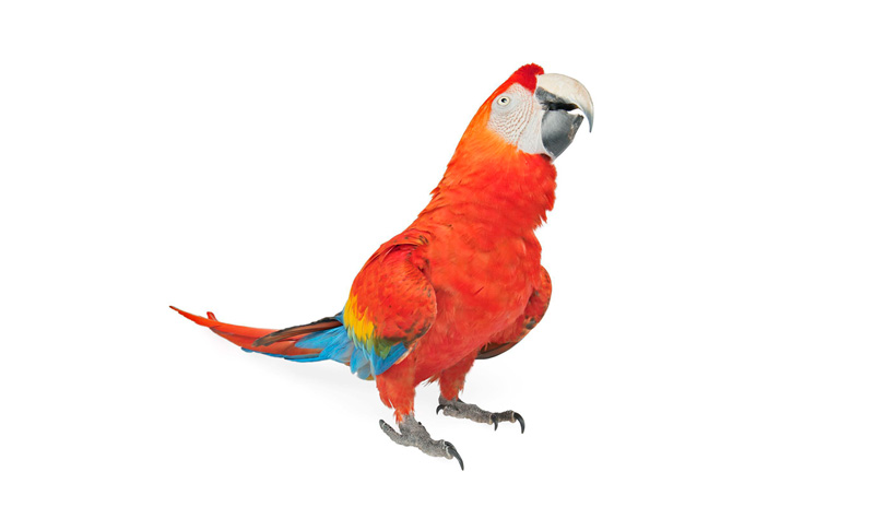 Aves