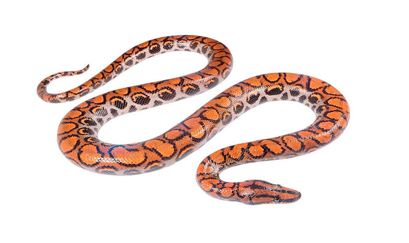 Reptiles