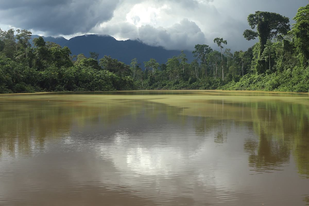 Selva Eterna Vision