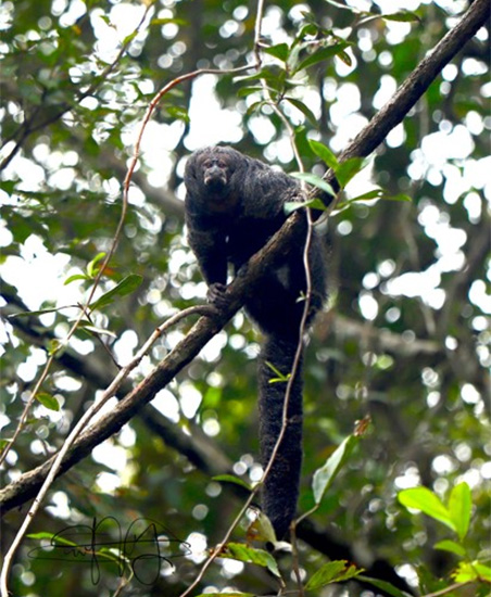 Monitoreo científico de primates impulsa la conservación en Selva Eterna