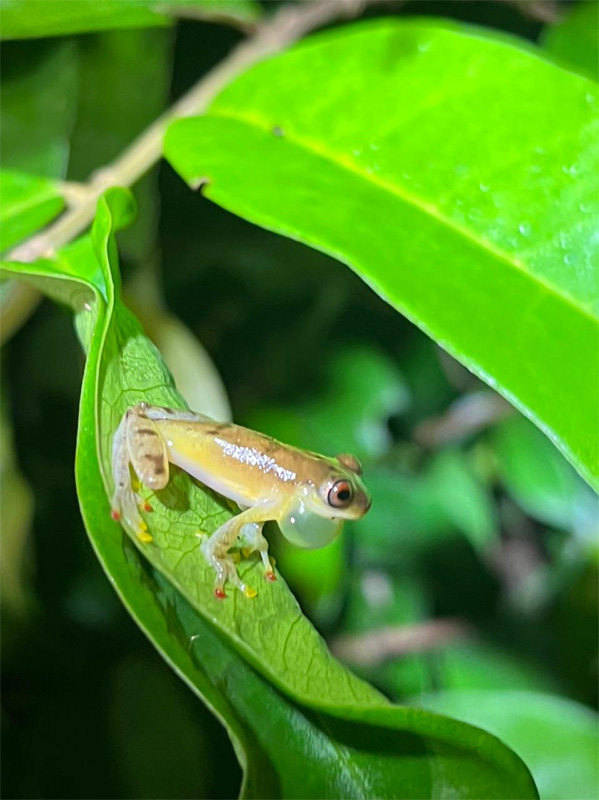 Investigación de anfibios amazónicos revela claves para la salud ambiental